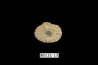 藏品(網目松螺)的圖片